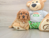 6 week old Cavalier King Charles Spaniel Puppy For Sale - Premier Pups