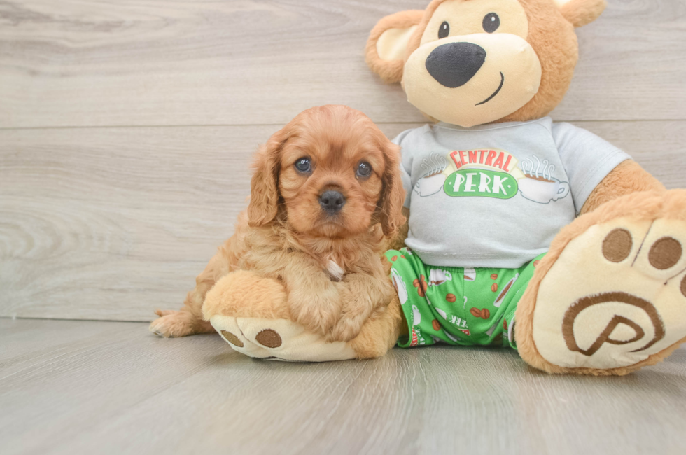 6 week old Cavalier King Charles Spaniel Puppy For Sale - Premier Pups