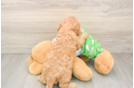 Best Cavalier King Charles Spaniel Baby