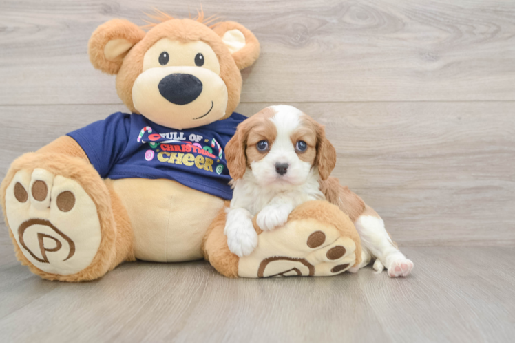 Cavalier King Charles Spaniel Puppy for Adoption