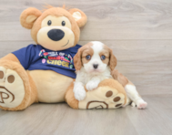 5 week old Cavalier King Charles Spaniel Puppy For Sale - Premier Pups