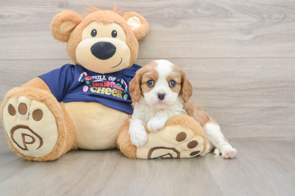 5 week old Cavalier King Charles Spaniel Puppy For Sale - Premier Pups
