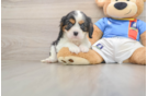 Popular Cavalier King Charles Spaniel Purebred Pup