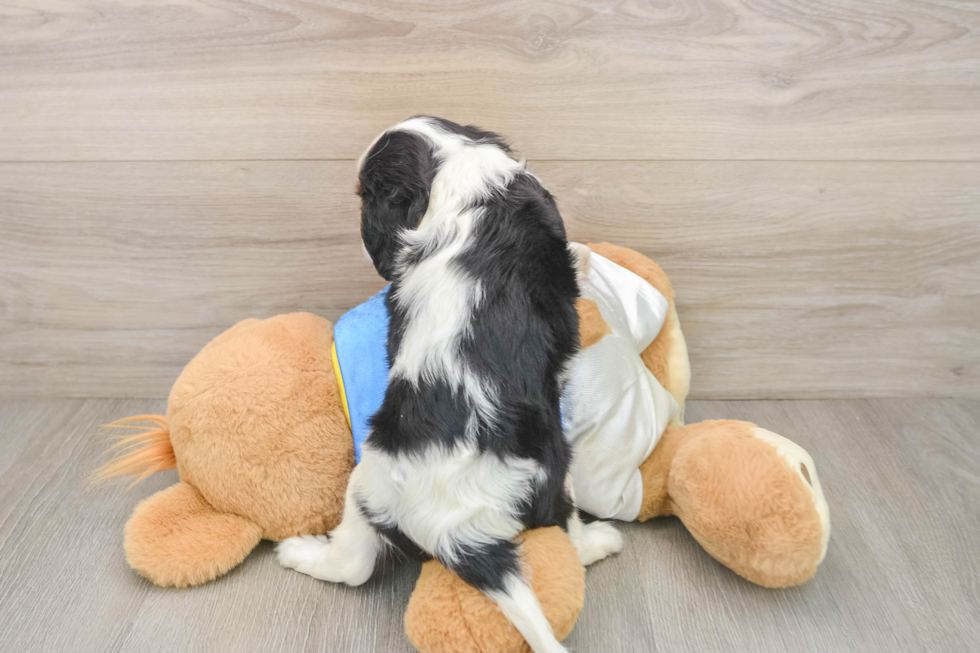 Cavalier King Charles Spaniel Puppy for Adoption