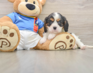 6 week old Cavalier King Charles Spaniel Puppy For Sale - Premier Pups