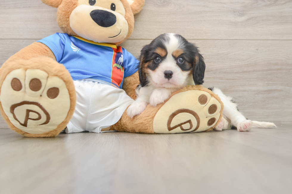 Little Cavalier King Charles Spaniel Purebred Pup