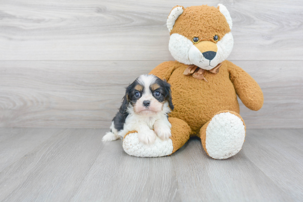 Cavalier King Charles Spaniel Puppy for Adoption