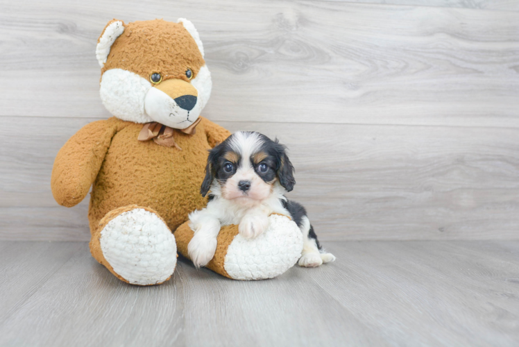 Fluffy Cavalier King Charles Spaniel Purebred Puppy