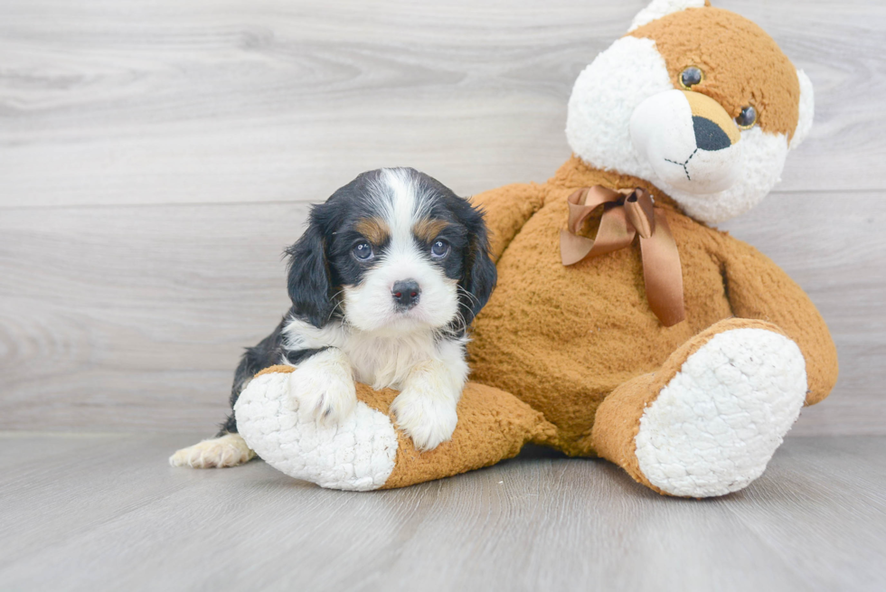 Cavalier King Charles Spaniel Puppy for Adoption