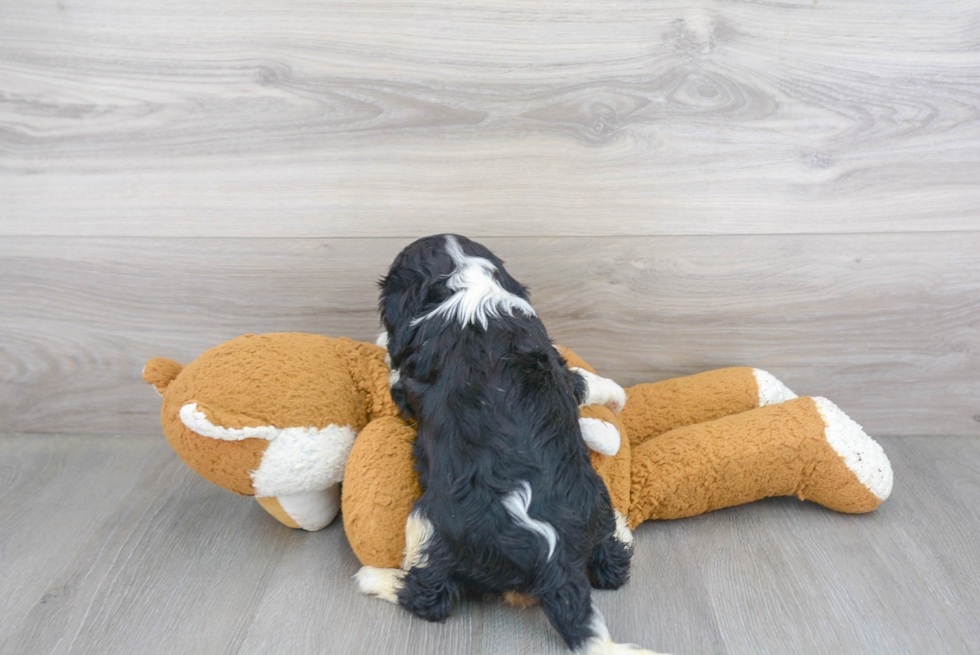 Smart Cavalier King Charles Spaniel Purebred Puppy