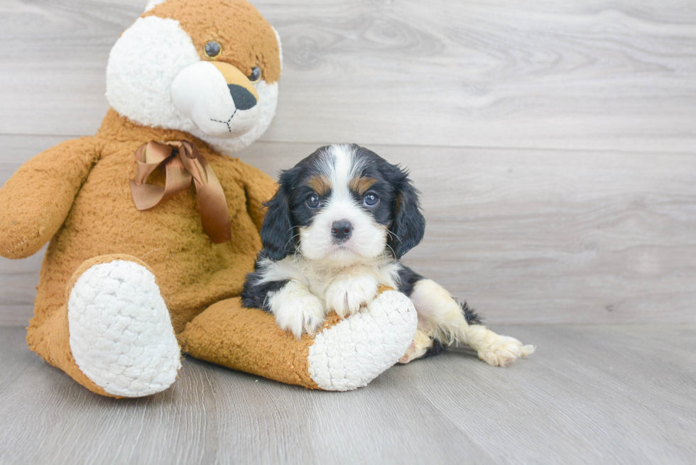 Best Cavalier King Charles Spaniel Baby