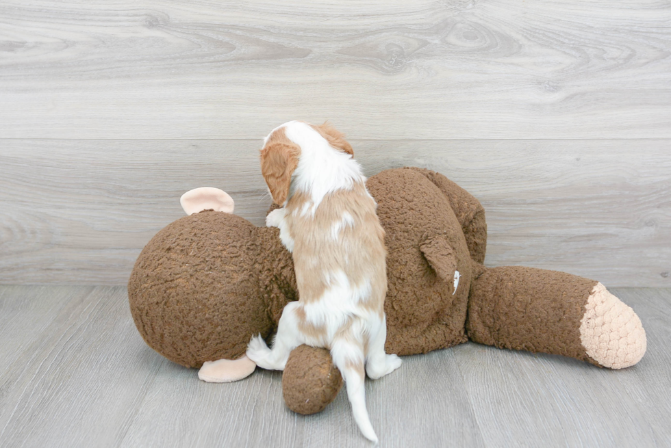 Cavalier King Charles Spaniel Pup Being Cute