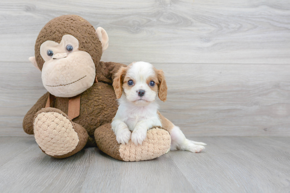 Best Cavalier King Charles Spaniel Baby