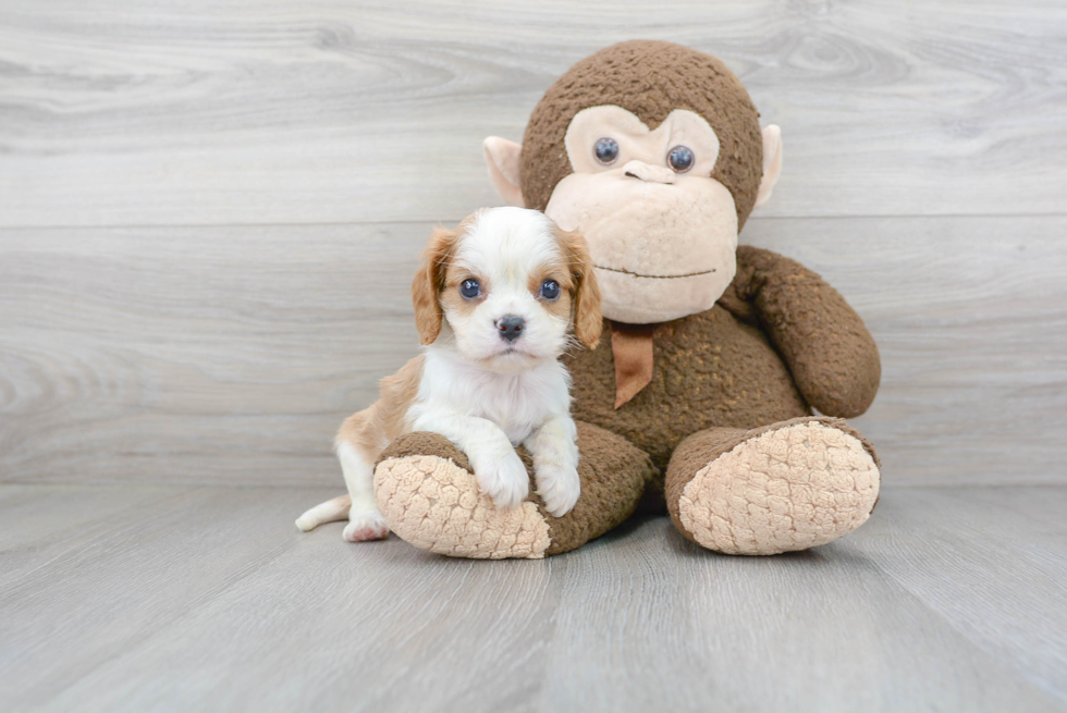 Adorable Cavalier King Charles Spaniel Purebred Puppy