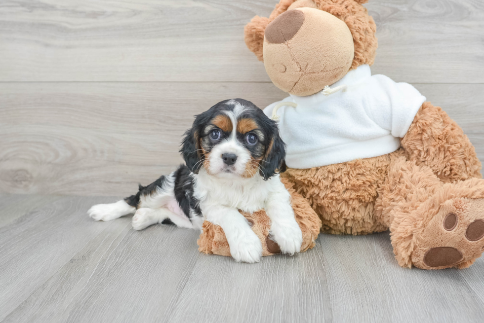 Happy Cavalier King Charles Spaniel Purebred Puppy