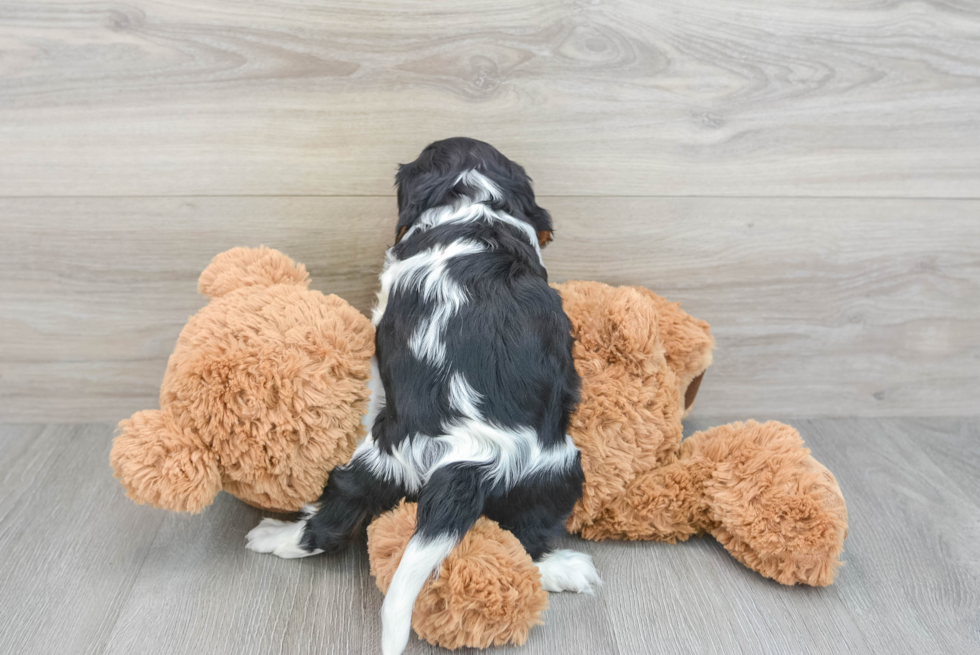 Hypoallergenic Cavalier King Charles Spaniel Baby