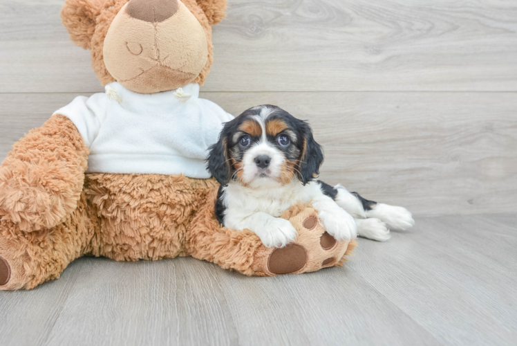 Cavalier King Charles Spaniel Puppy for Adoption