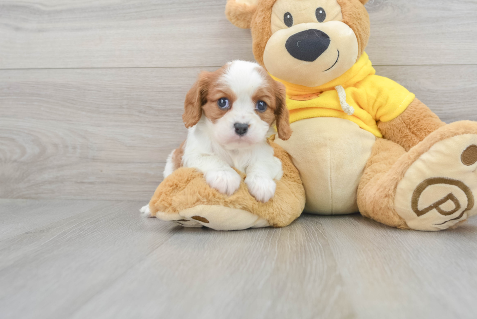 Popular Cavalier King Charles Spaniel Purebred Pup