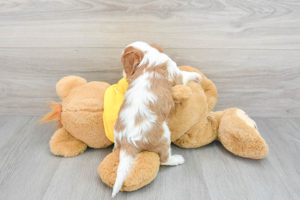 Funny Cavalier King Charles Spaniel Baby