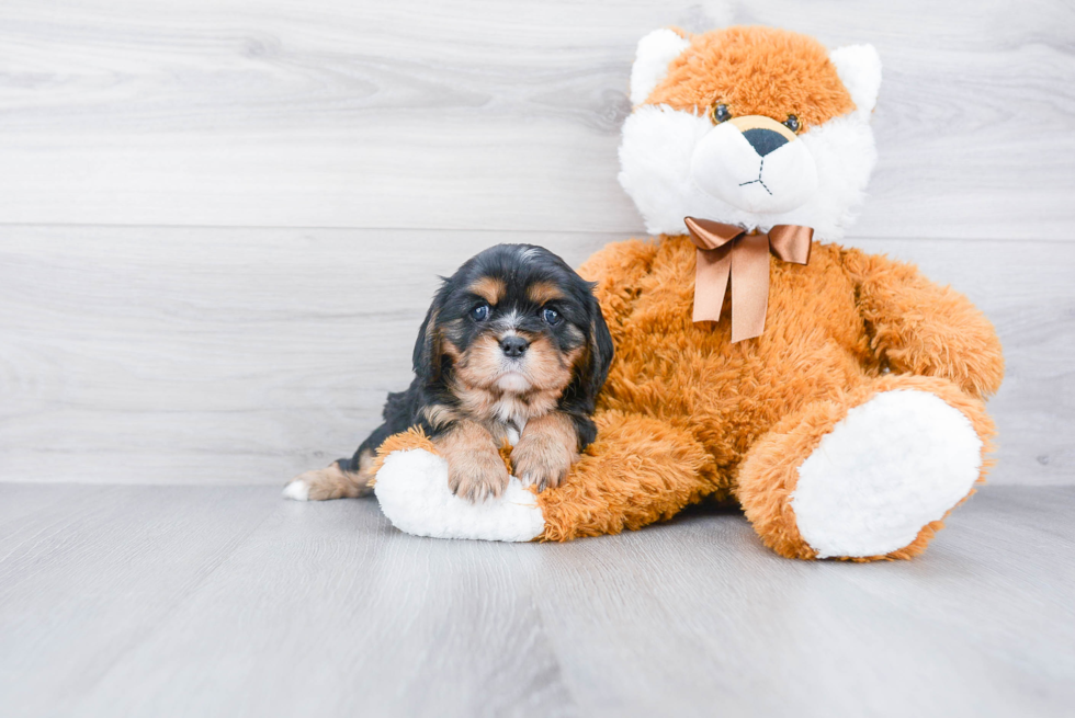 Adorable Cavalier King Charles Spaniel Purebred Puppy