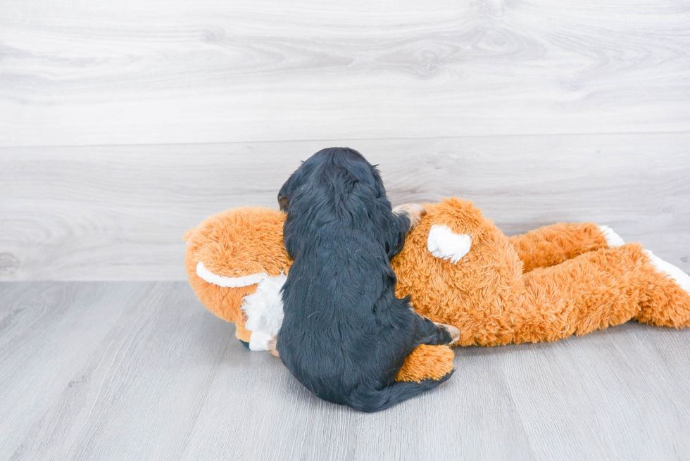 Cavalier King Charles Spaniel Pup Being Cute