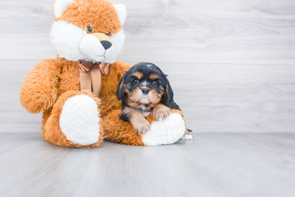 Smart Cavalier King Charles Spaniel Purebred Puppy