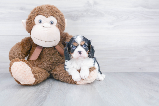 Best Cavalier King Charles Spaniel Baby