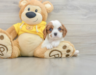 6 week old Cavalier King Charles Spaniel Puppy For Sale - Premier Pups