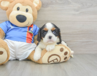 5 week old Cavalier King Charles Spaniel Puppy For Sale - Premier Pups
