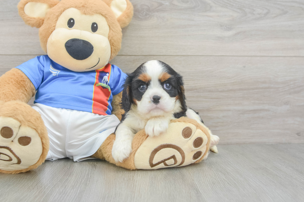 6 week old Cavalier King Charles Spaniel Puppy For Sale - Premier Pups