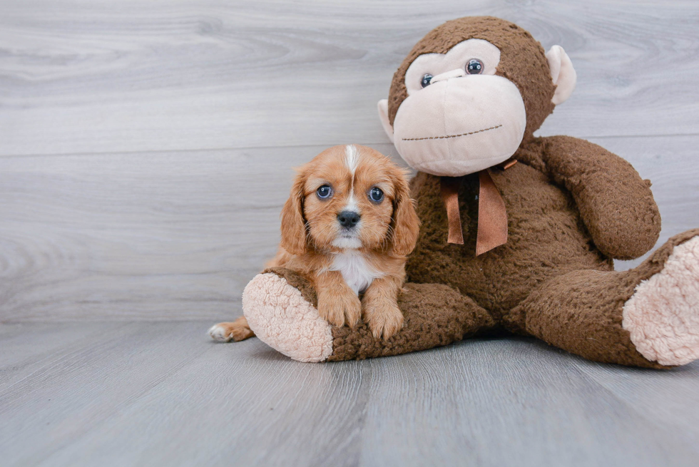 Cute Cavalier King Charles Spaniel Purebred Puppy