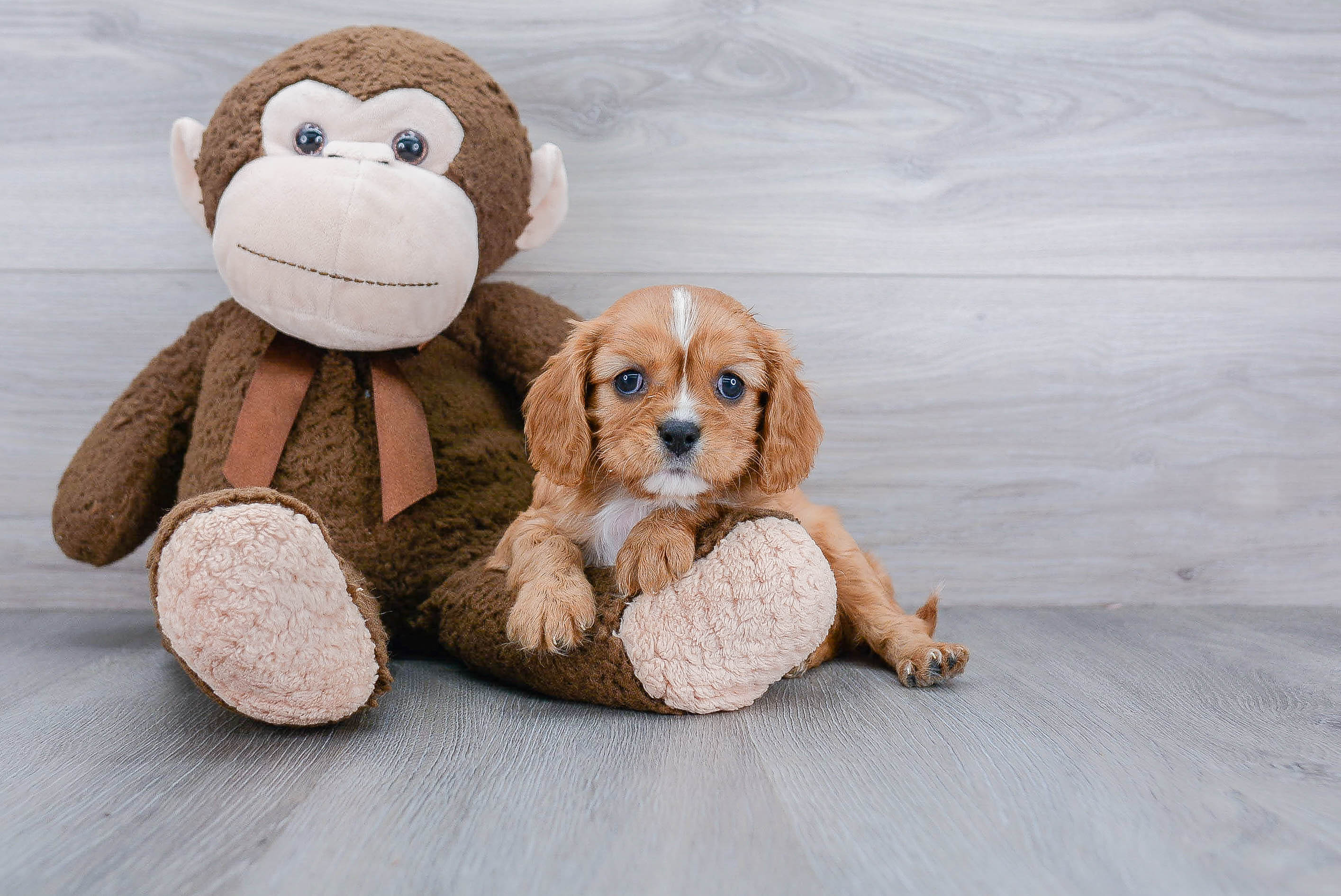 Adorable Cavalier King Charles Spaniel Purebred Puppy