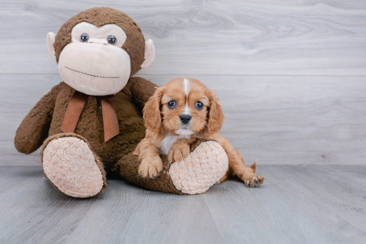 Adorable Cavalier King Charles Spaniel Purebred Puppy