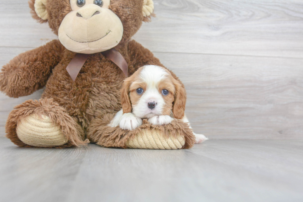 Little Cavalier King Charles Spaniel Purebred Pup