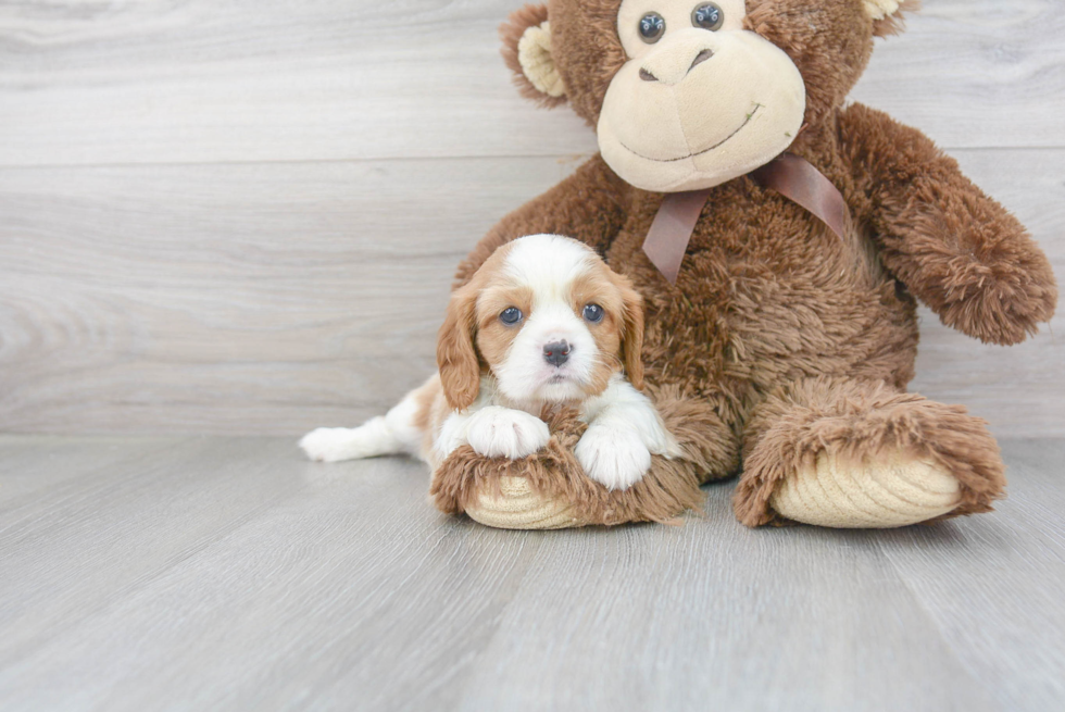 Popular Cavalier King Charles Spaniel Baby