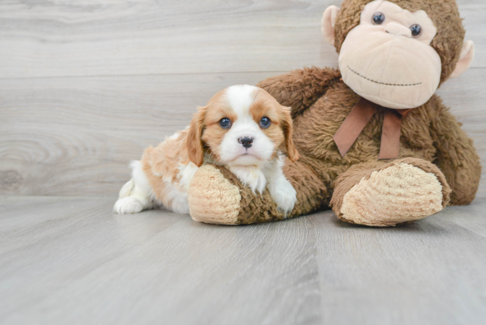 Best Cavalier King Charles Spaniel Baby