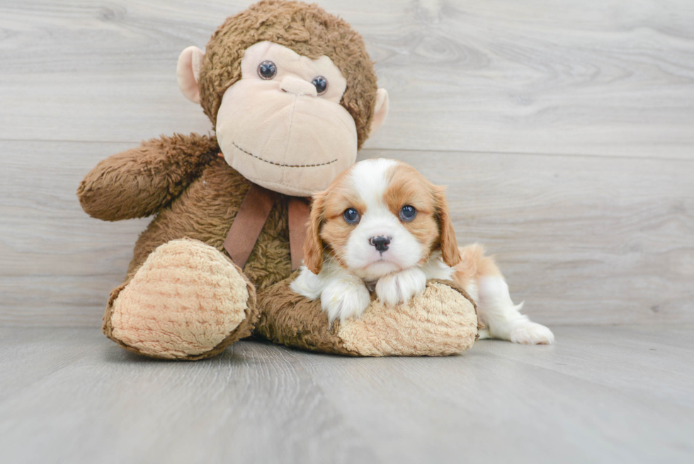 Cavalier King Charles Spaniel Pup Being Cute