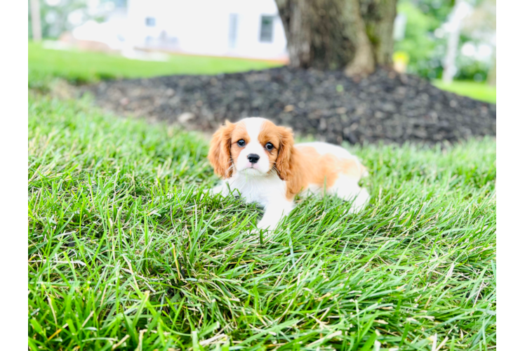 Best Cavalier King Charles Spaniel Baby