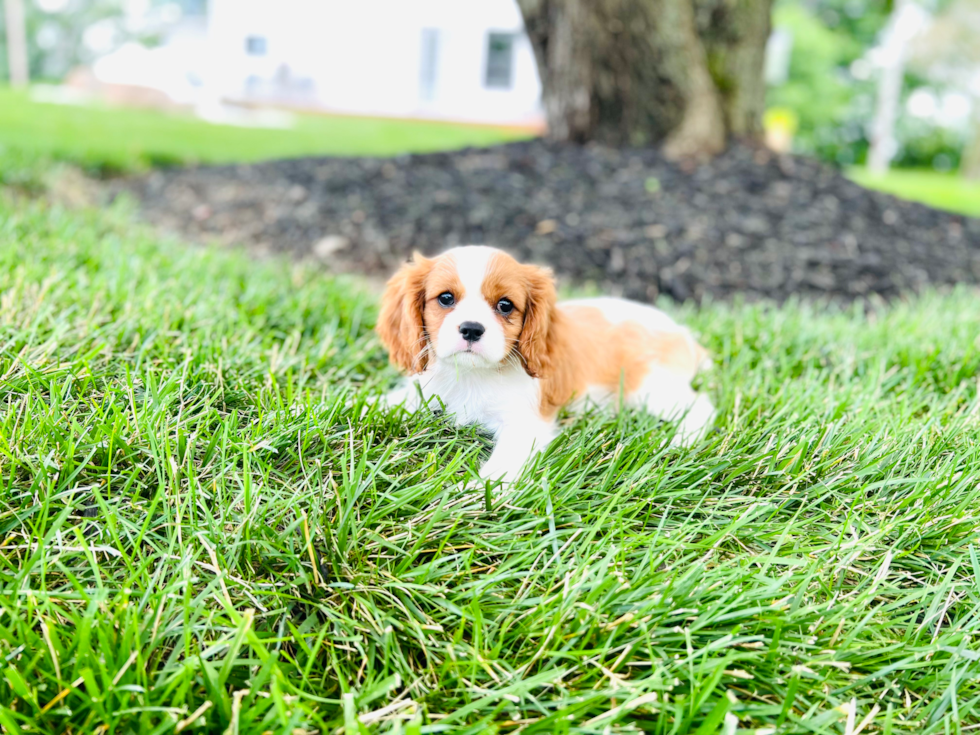 Best Cavalier King Charles Spaniel Baby