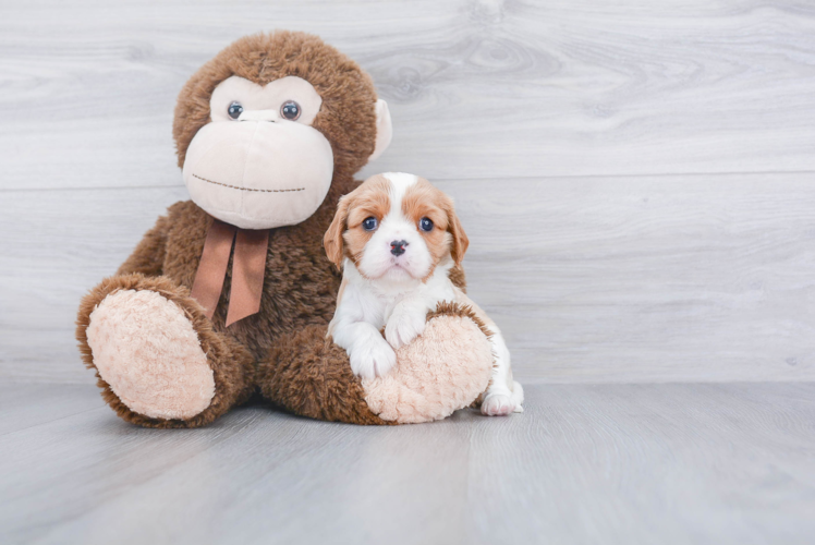 Best Cavalier King Charles Spaniel Baby