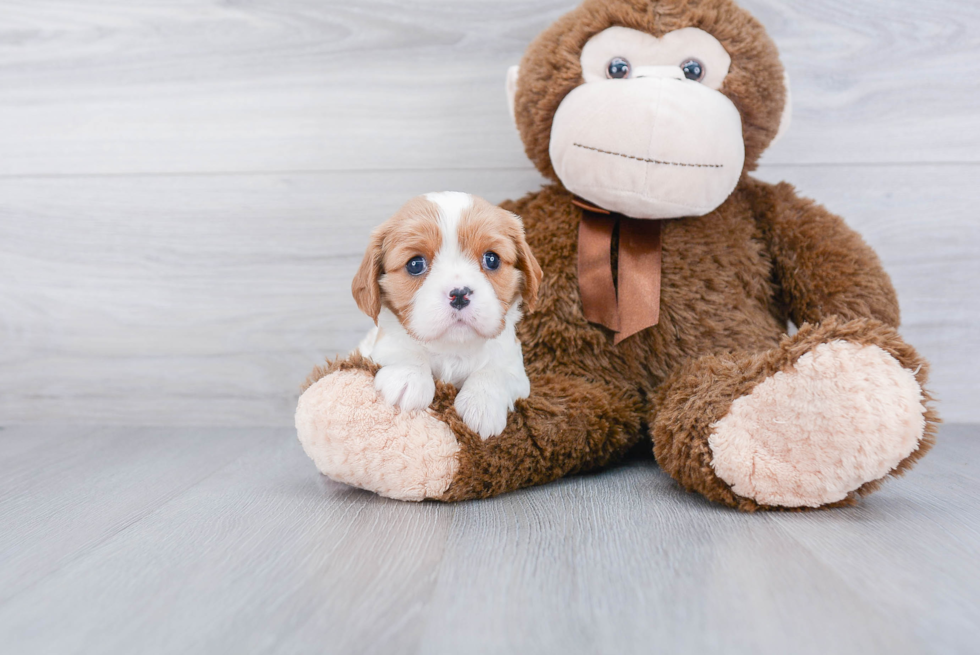 Popular Cavalier King Charles Spaniel Purebred Pup