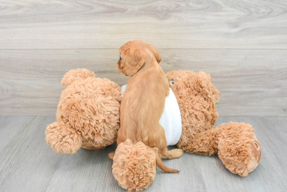 Cavalier King Charles Spaniel Puppy for Adoption