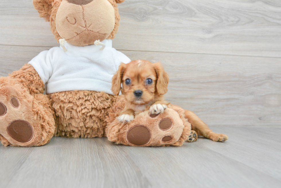 Popular Cavalier King Charles Spaniel Baby