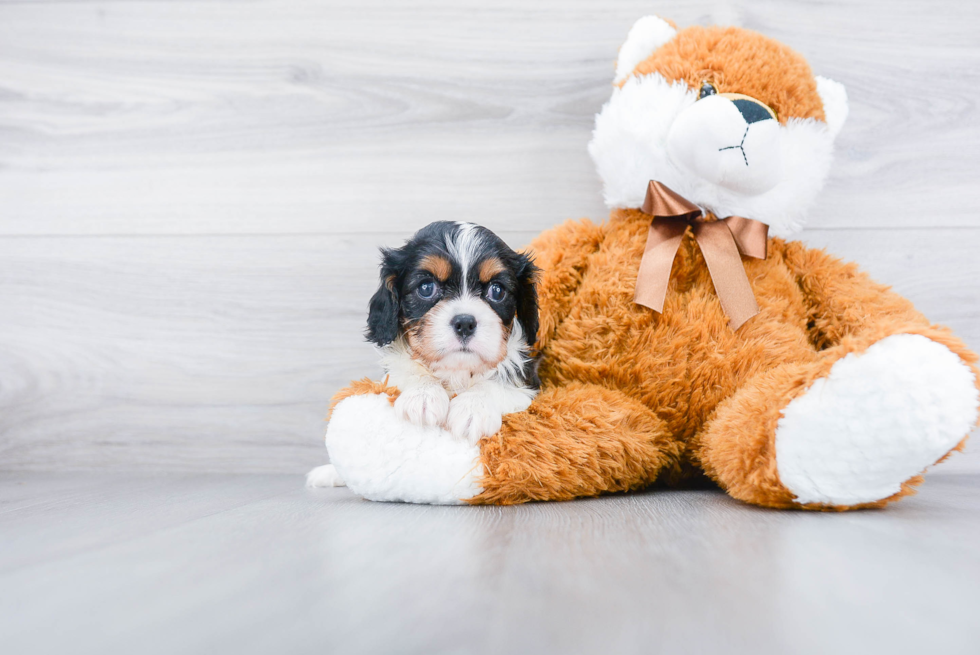 Friendly Cavalier King Charles Spaniel Purebred Pup