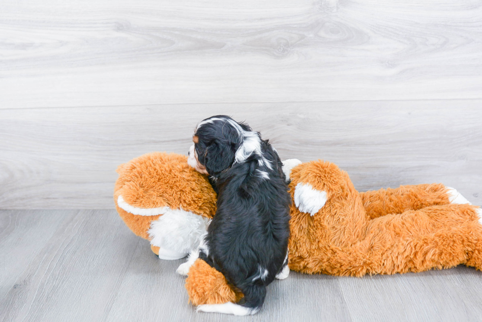 Cavalier King Charles Spaniel Puppy for Adoption