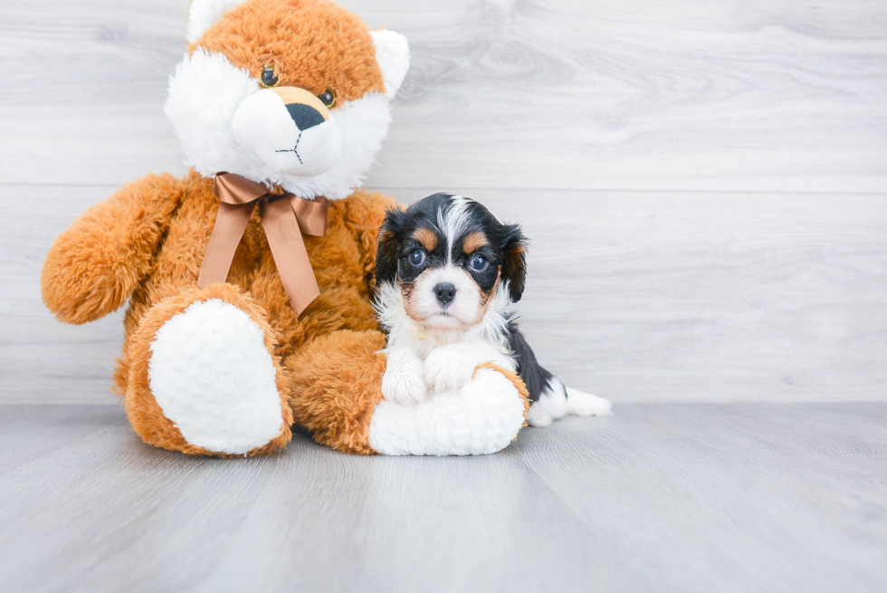 Energetic Cavalier King Charles Spaniel Purebred Puppy