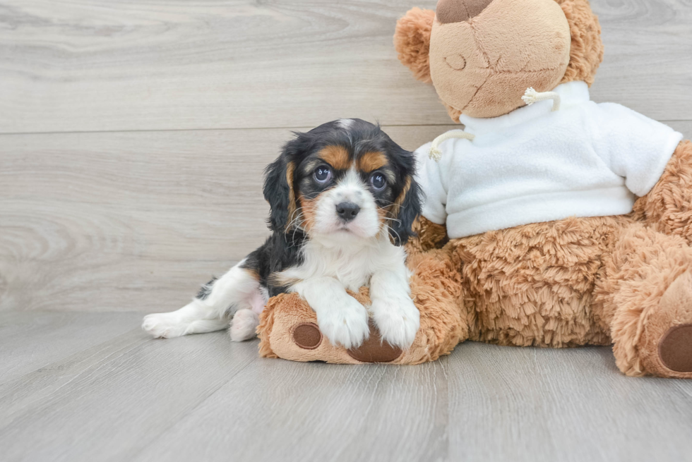 Best Cavalier King Charles Spaniel Baby