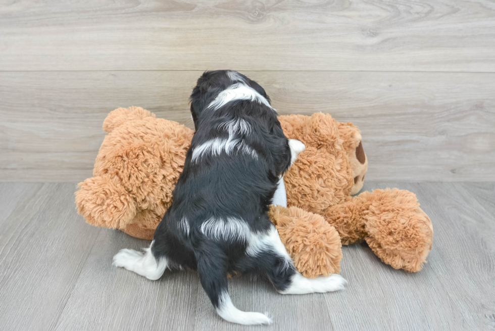 Akc Registered Cavalier King Charles Spaniel Purebred Pup