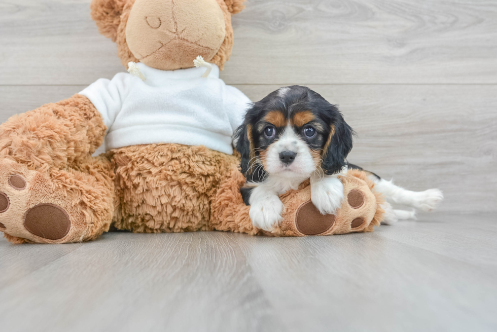 Cavalier King Charles Spaniel Pup Being Cute