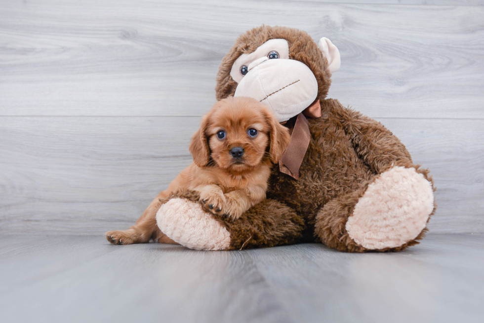 Little Cavalier King Charles Spaniel Purebred Pup